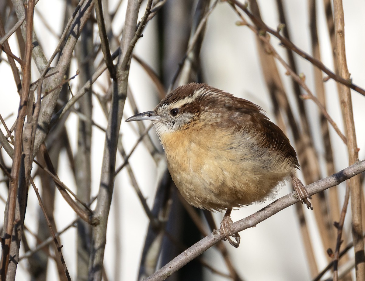 Carolina Wren - ML649219132