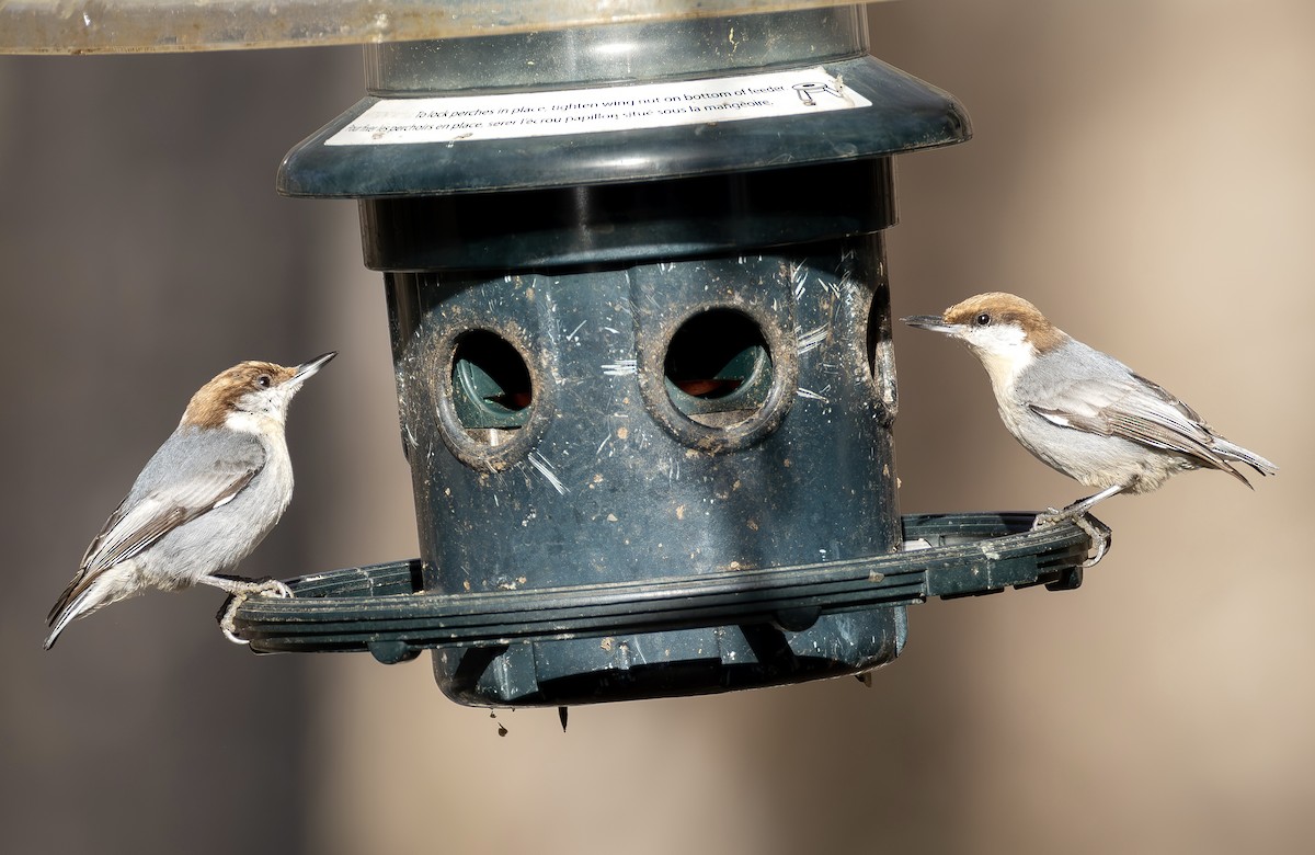 Brown-headed Nuthatch - ML649219142