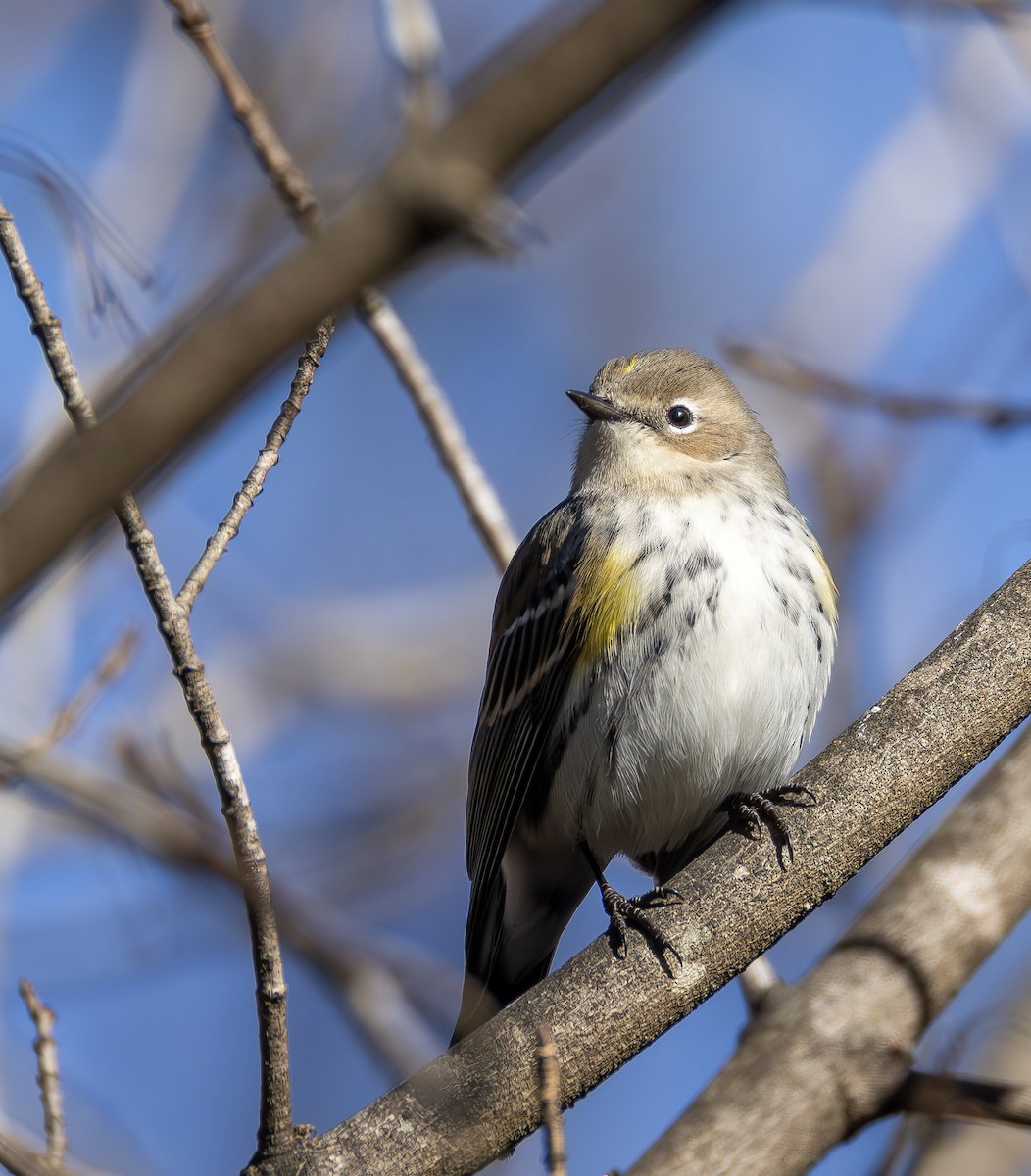 Yellow-rumped Warbler - ML649219155