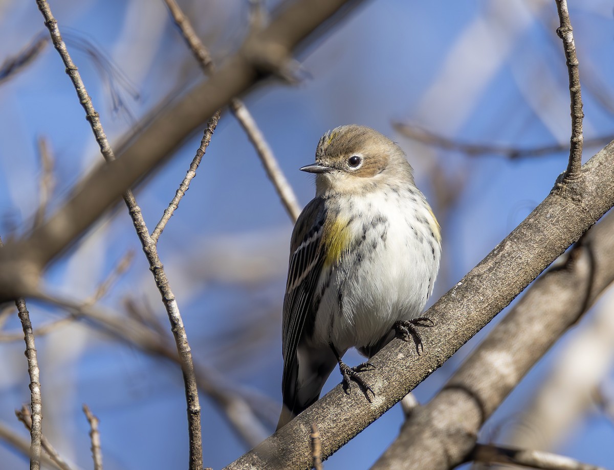 Yellow-rumped Warbler - ML649219156