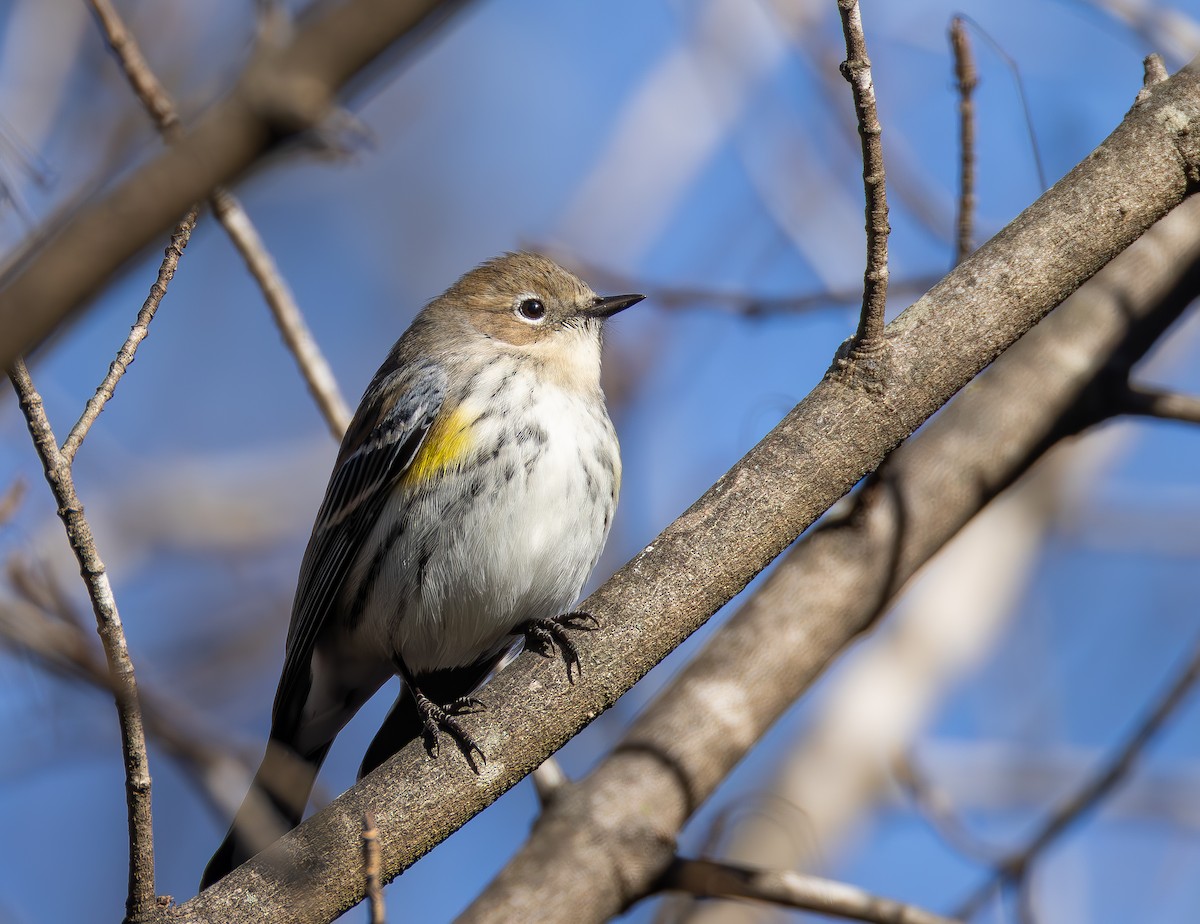 Yellow-rumped Warbler - ML649219157