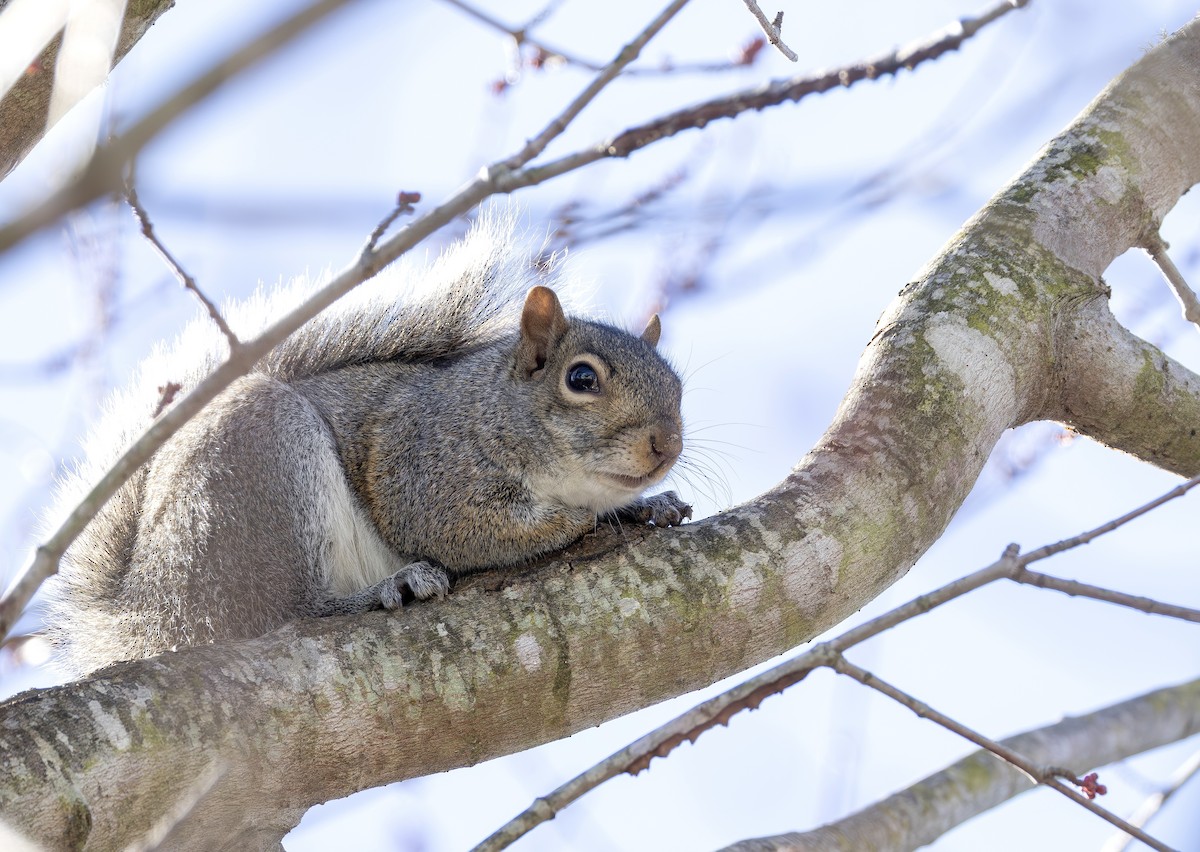 Eastern Gray Squirrel - ML649219170