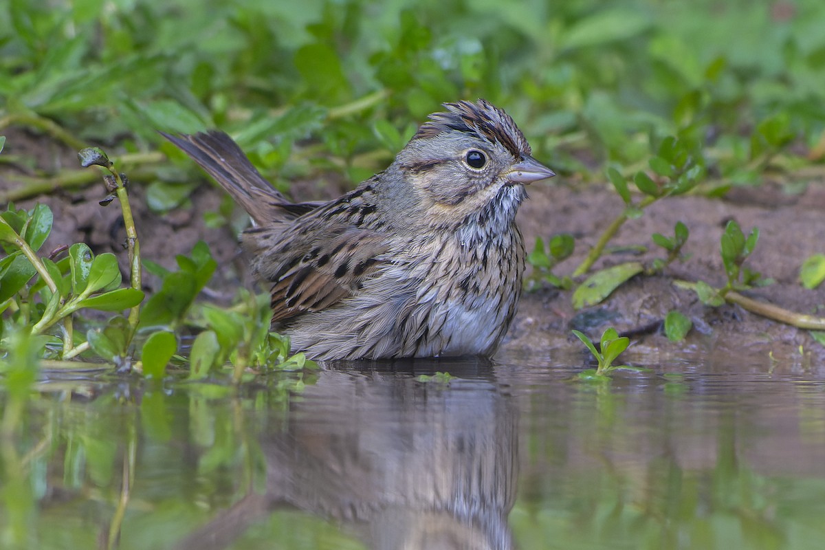 Еловая овсянка - ML649219206