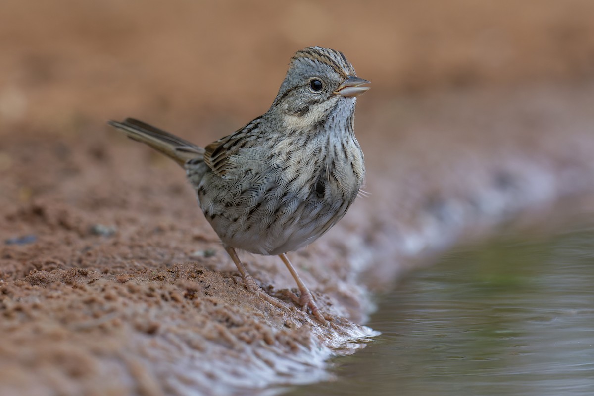 Еловая овсянка - ML649219207