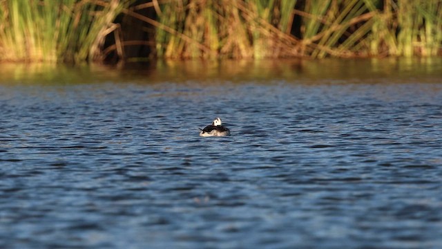 Long-tailed Duck - ML649219269