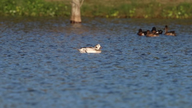 Long-tailed Duck - ML649219289