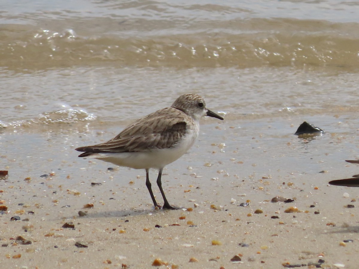 Gambecchio collorosso - ML649219332