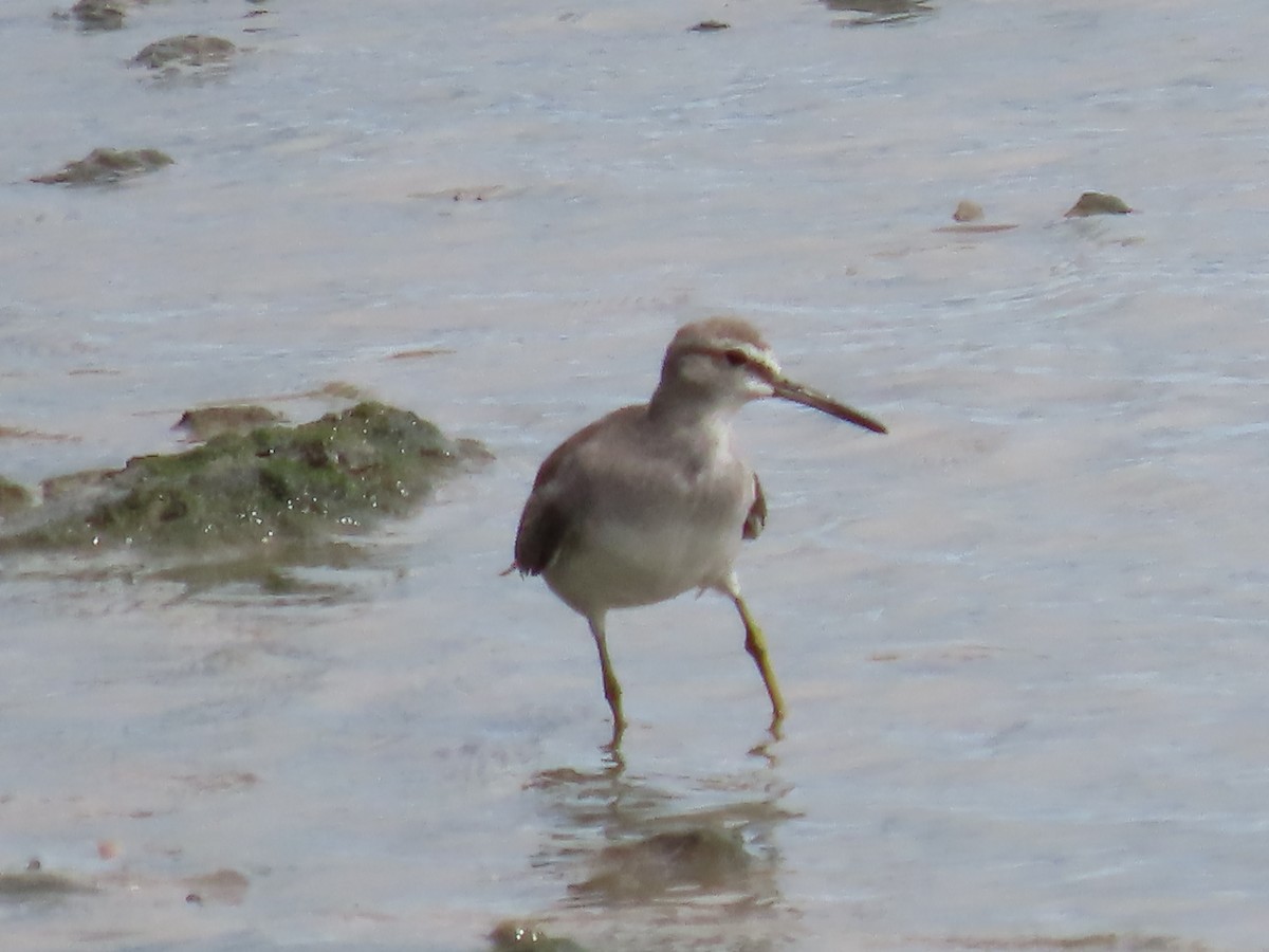 Gray-tailed Tattler - ML649219333