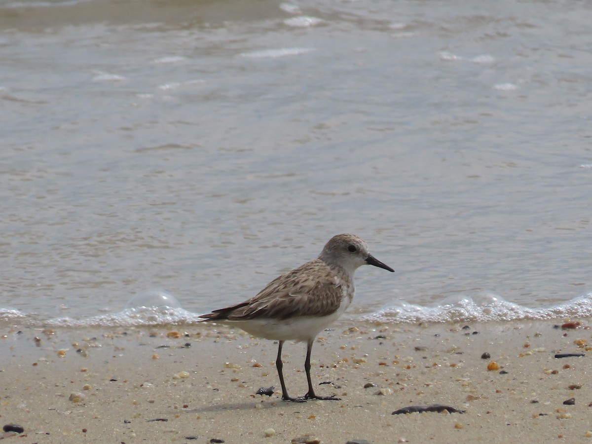 Gambecchio collorosso - ML649219335