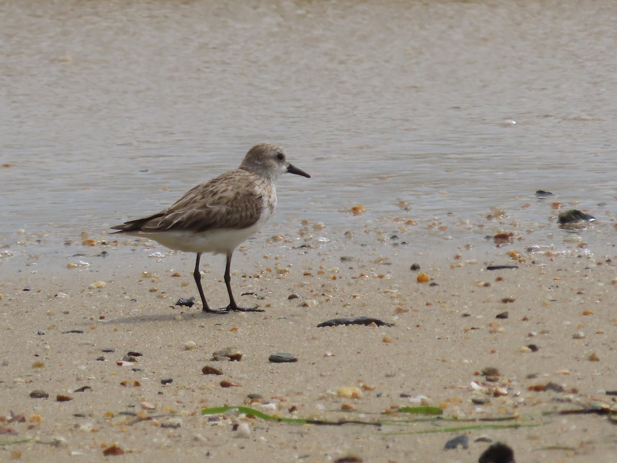 Gambecchio collorosso - ML649219336