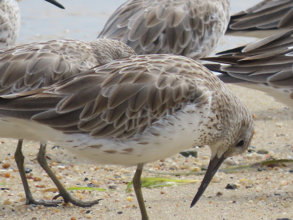 Great Knot - ML649219337