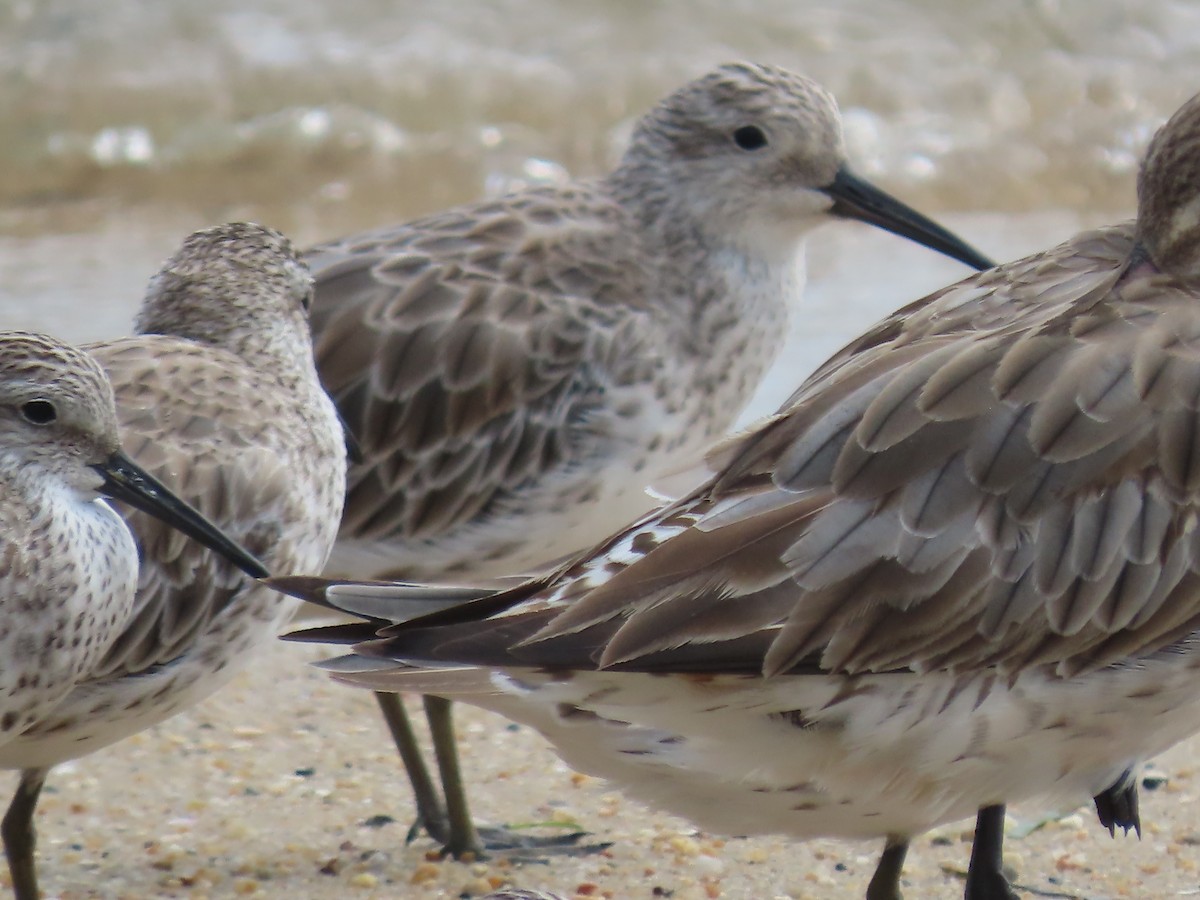 Great Knot - ML649219338