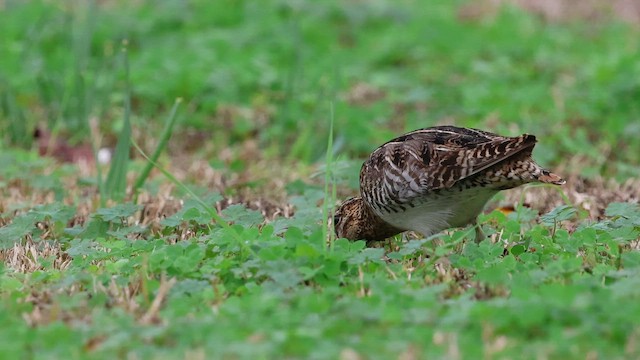Wilson's Snipe - ML649219351