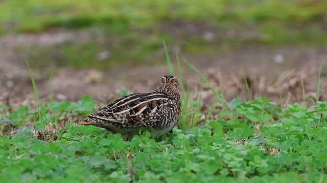 Wilson's Snipe - ML649219356