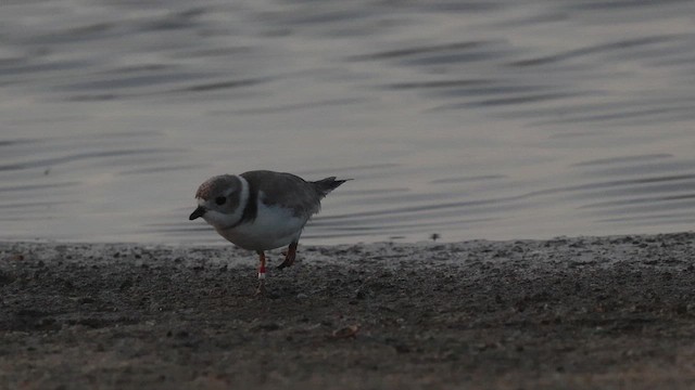 Piping Plover - ML649219385