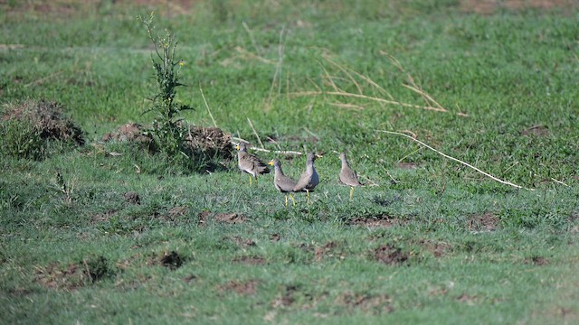 Wattled Lapwing - ML649219393
