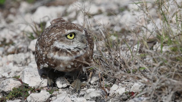 Burrowing Owl - ML649219442