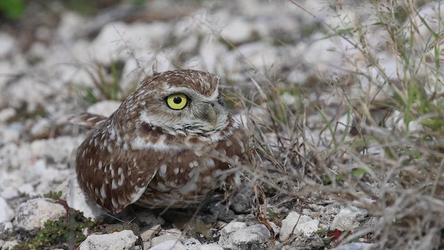Burrowing Owl - ML649219443