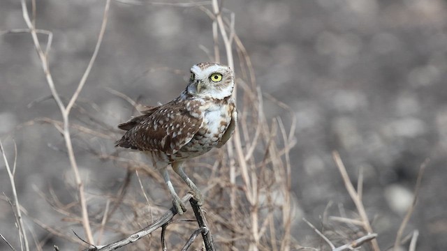 Burrowing Owl - ML649219455