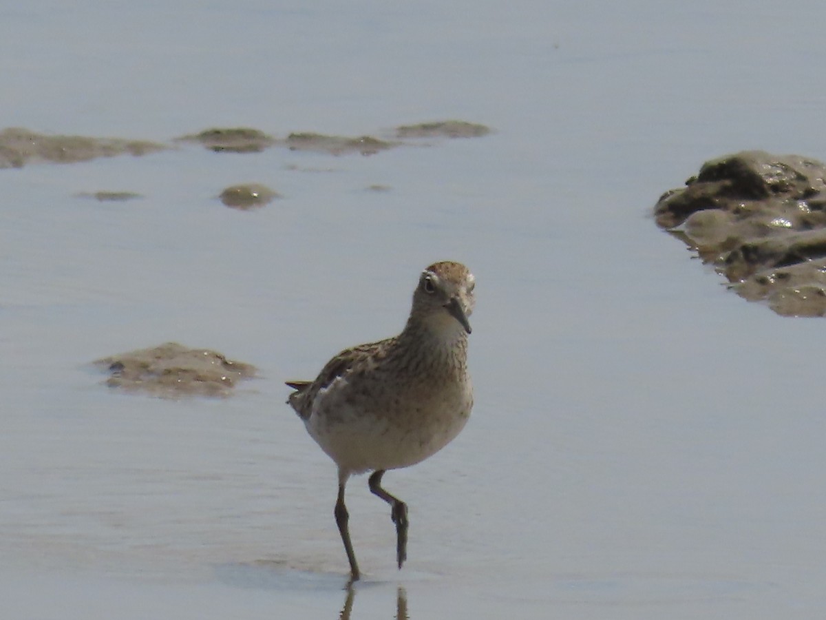 Sharp-tailed Sandpiper - ML649219483