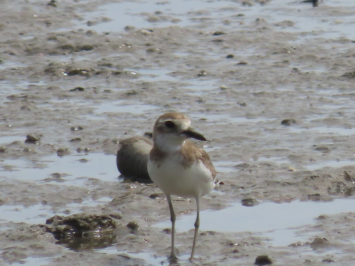 Corriere di Leschenault - ML649219484