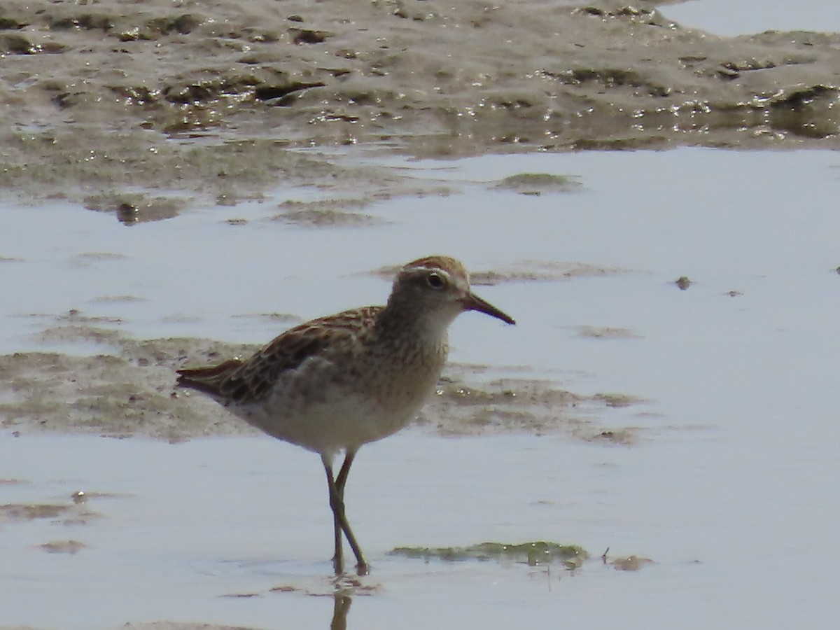 Sharp-tailed Sandpiper - ML649219485