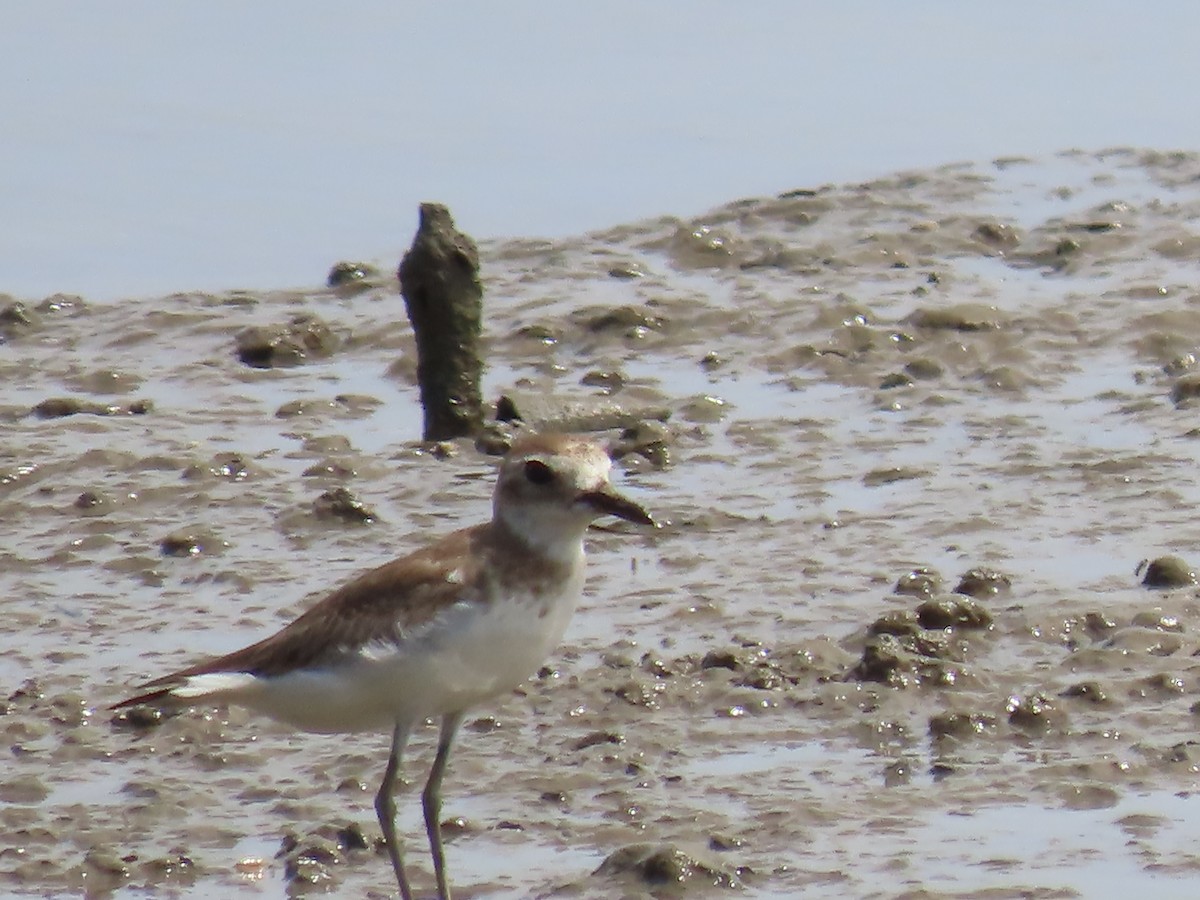 Corriere di Leschenault - ML649219486