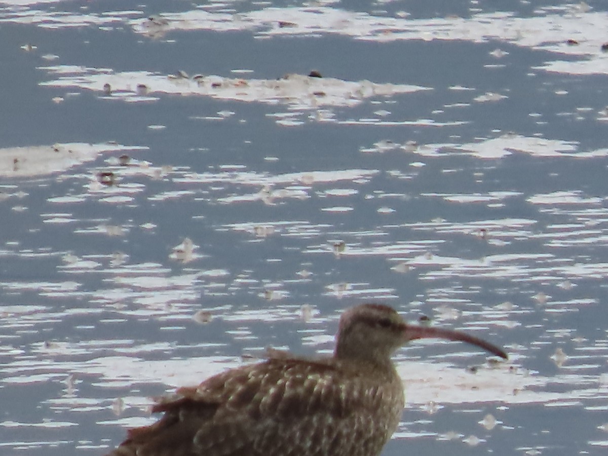 Chiurlo piccolo - ML649219487