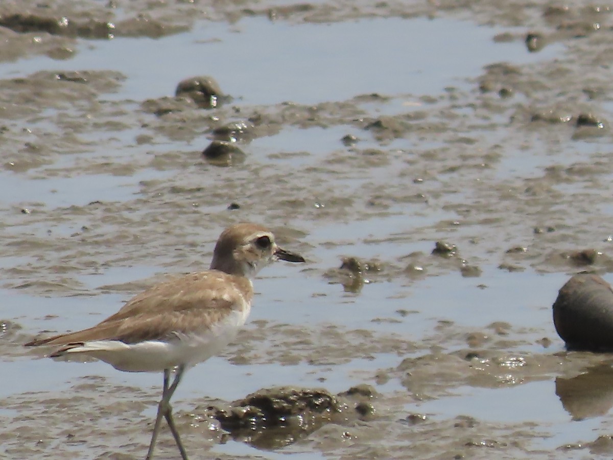 Corriere di Leschenault - ML649219489