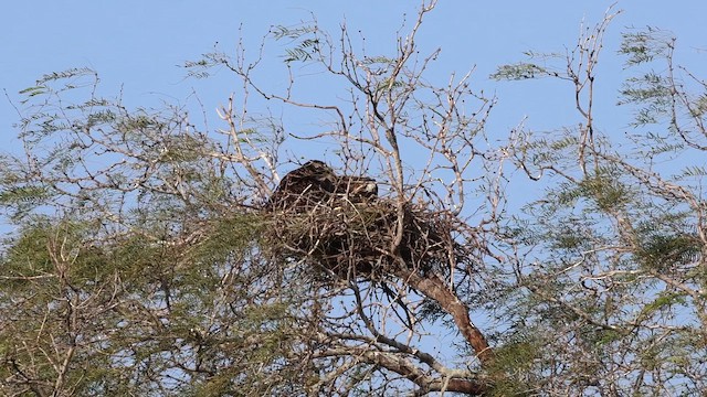 White-tailed Hawk - ML649219492