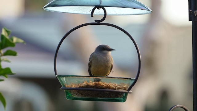 Cassin's Kingbird - ML649219517
