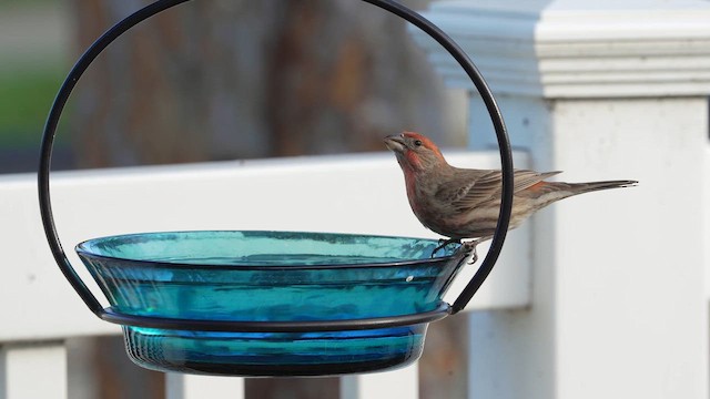 House Finch - ML649219525