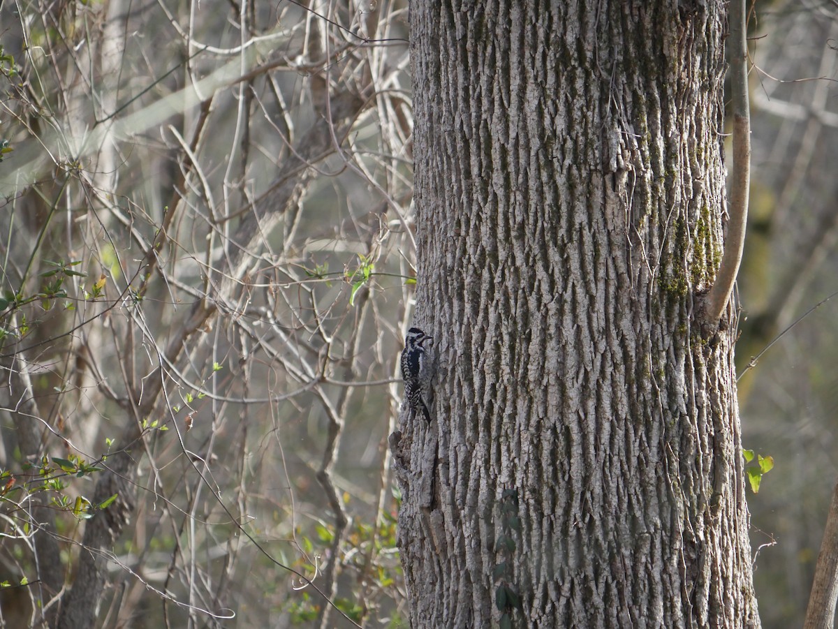 Yellow-bellied Sapsucker - ML649219593