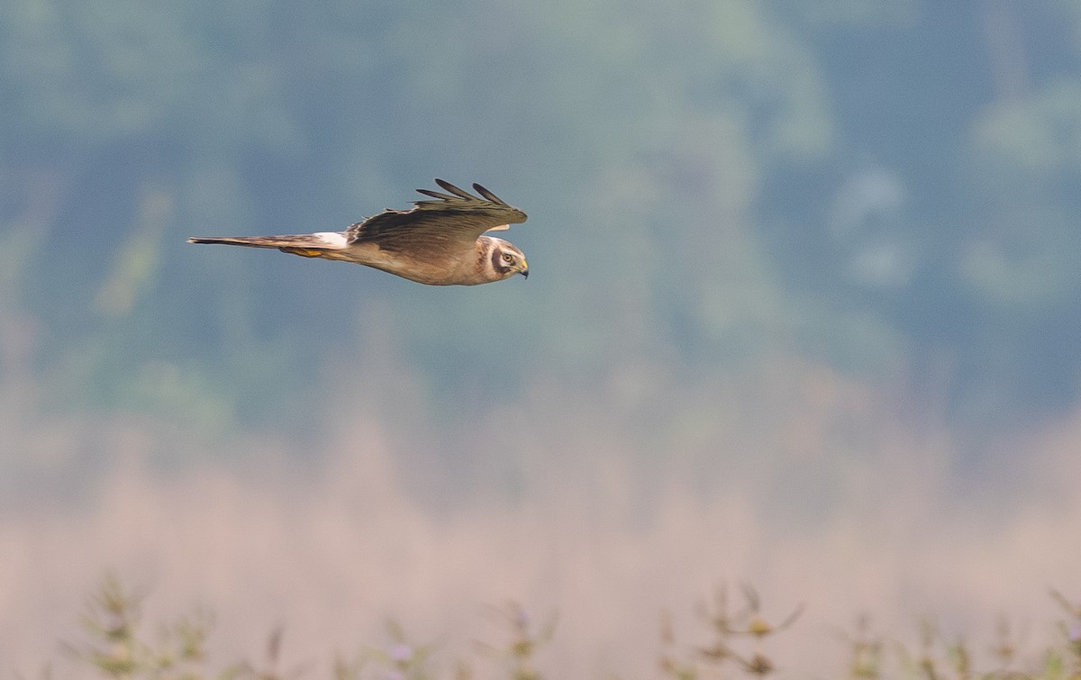 Pallid Harrier - ML649219600