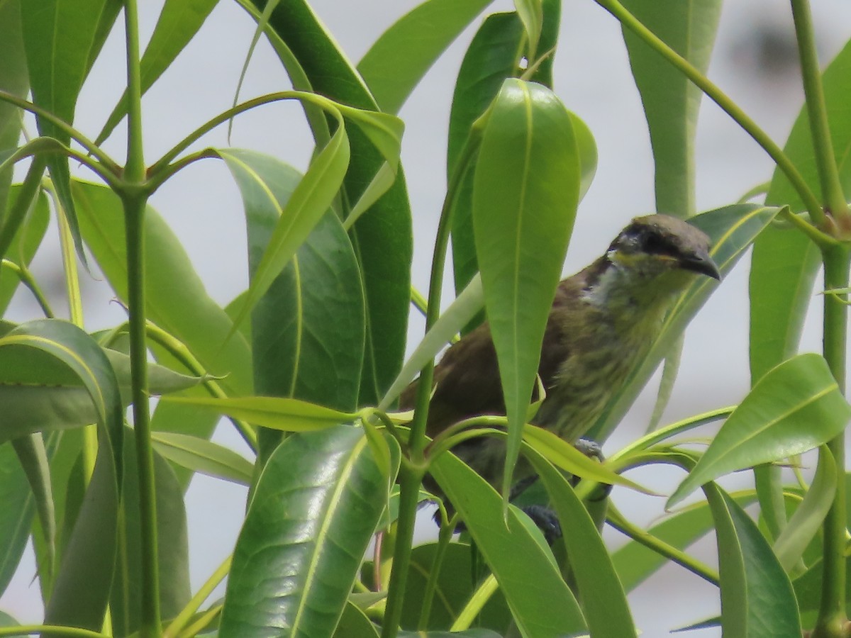 Varied Honeyeater - ML649219723