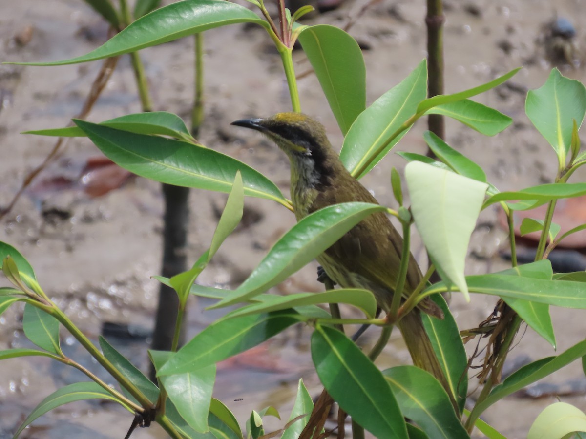 Varied Honeyeater - ML649219724
