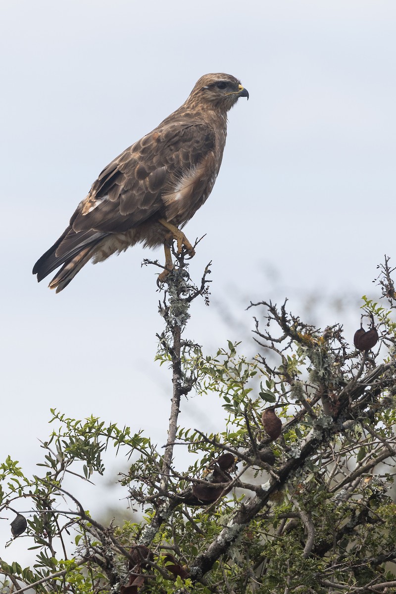 Mäusebussard (Falkenbussard) - ML649219837