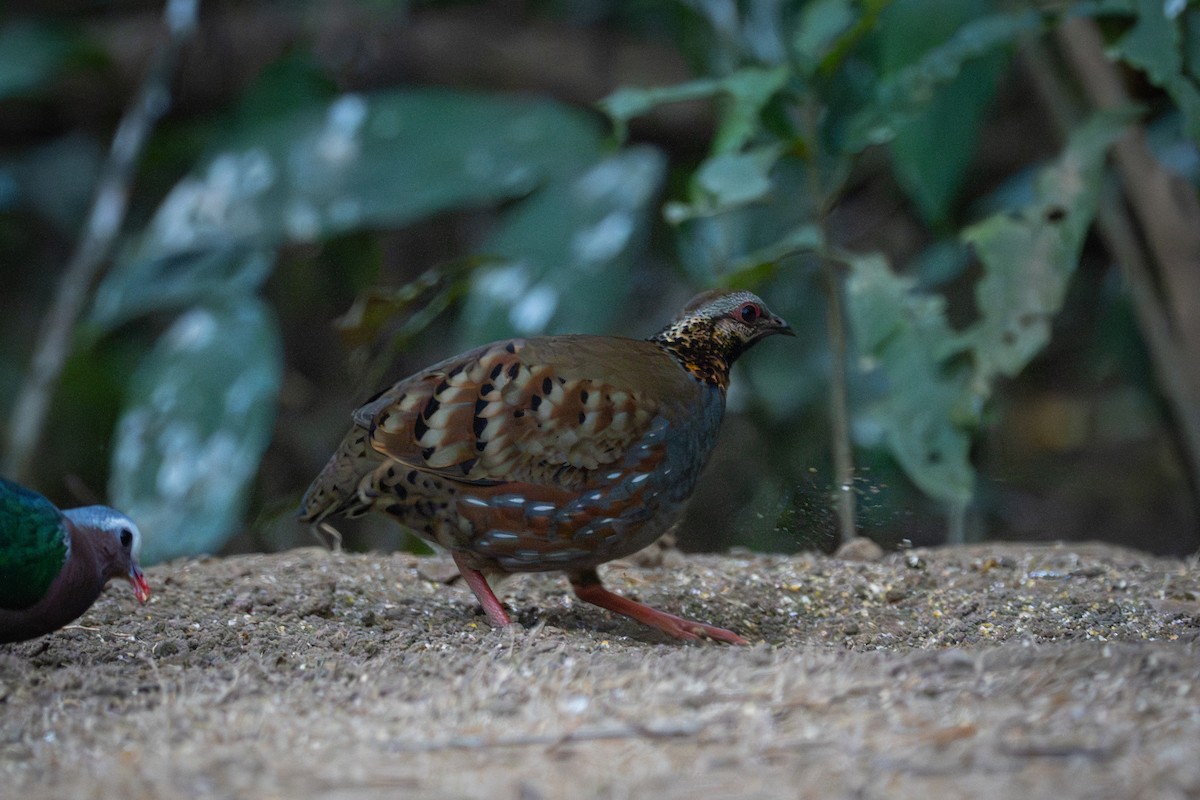 eBird Checklist - 15 Jan 2026 - Shiti--Hide 38 - 36 species