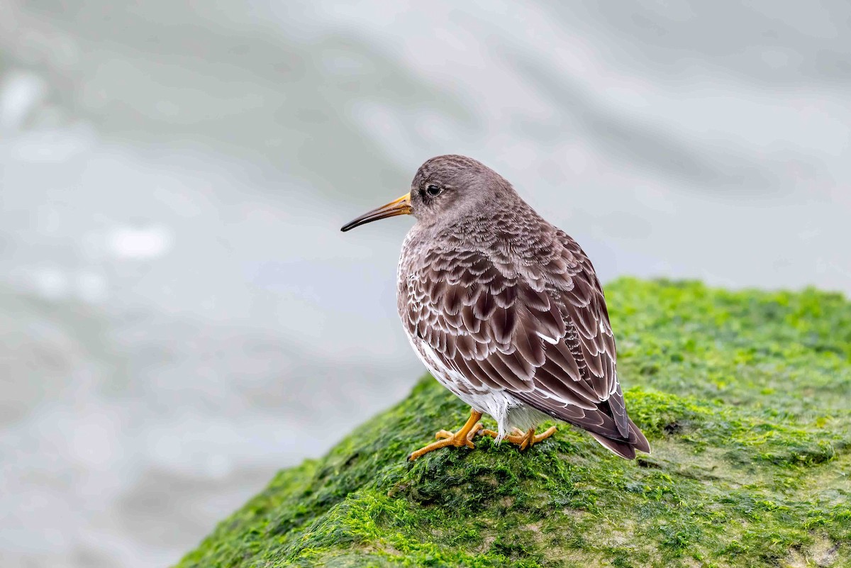 jespák mořský - ML649220142