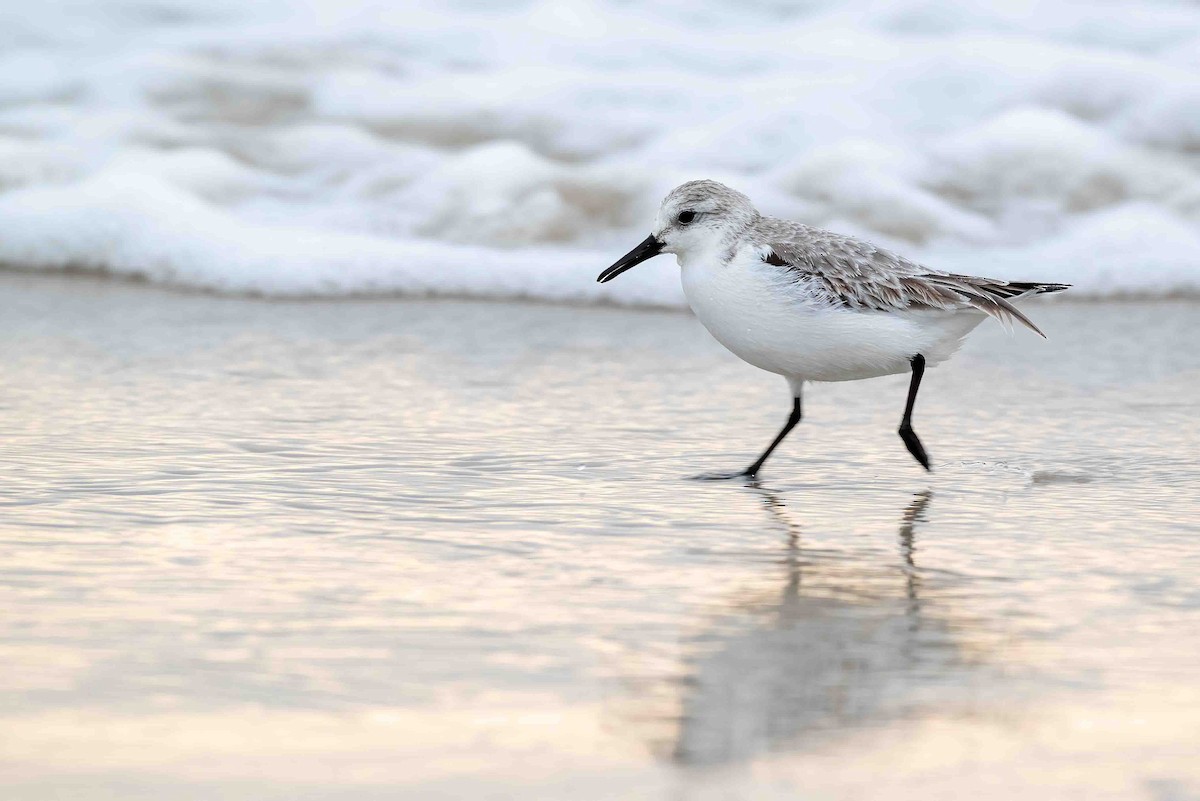 jespák písečný - ML649220158