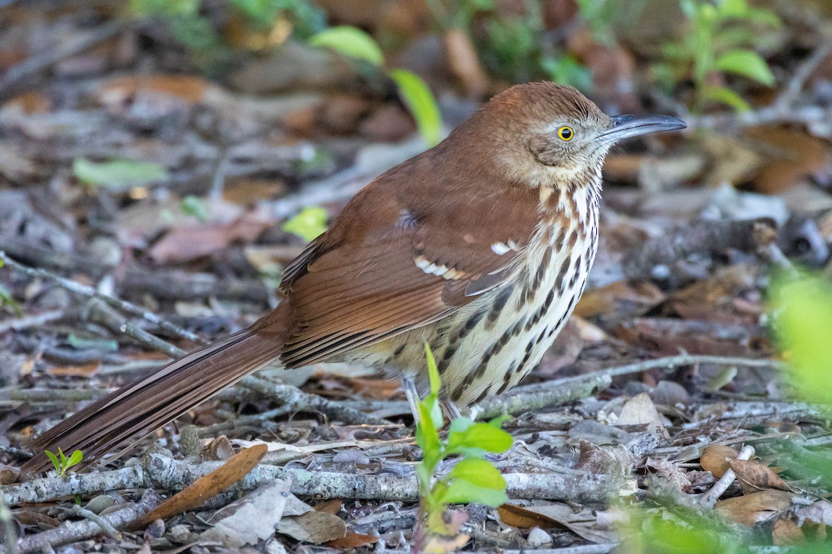 Moqueur roux - ML649220178