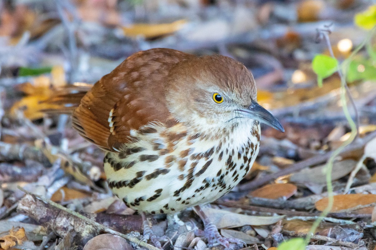 Moqueur roux - ML649220179