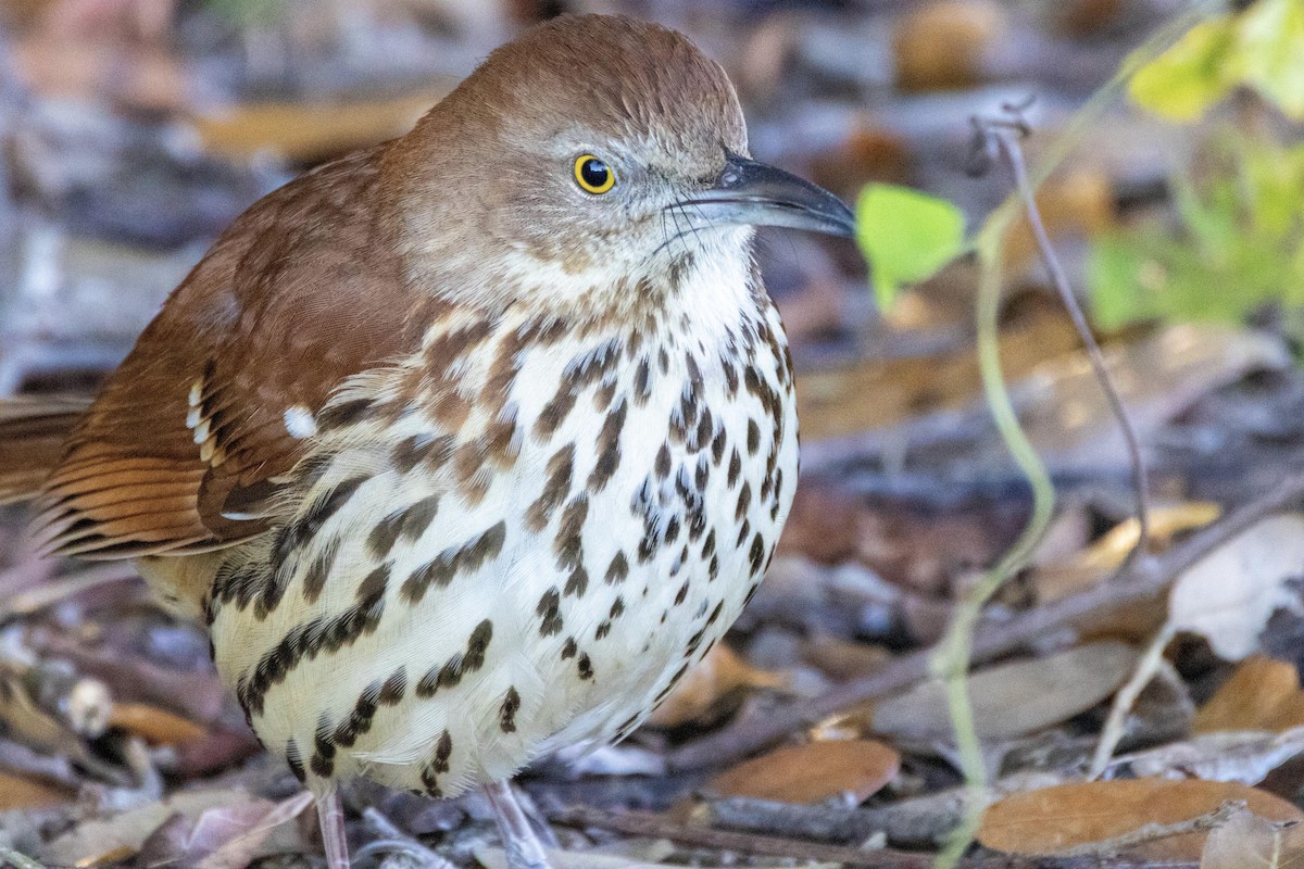 Moqueur roux - ML649220181