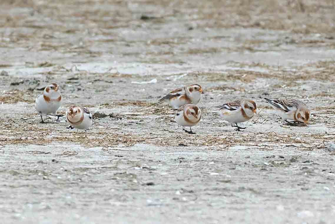 sněhule severní - ML649220198