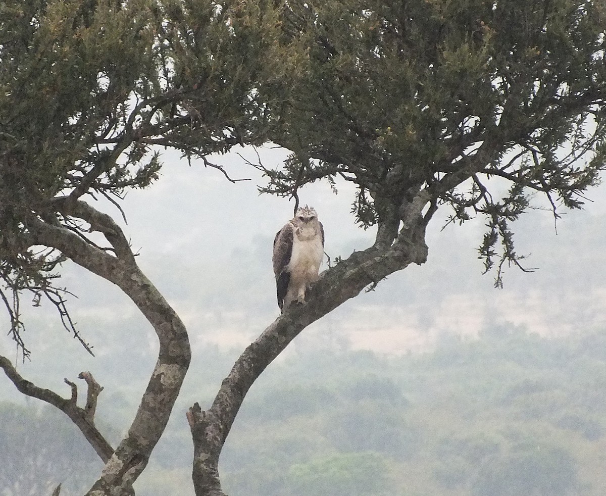 eBird Checklist - 23 Jul 2012 - Masai Mara National Reserve ...