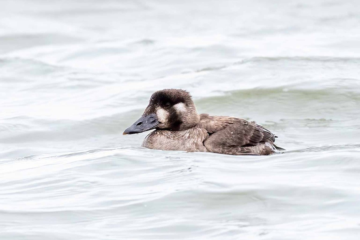 turpan pestrozobý - ML649220874