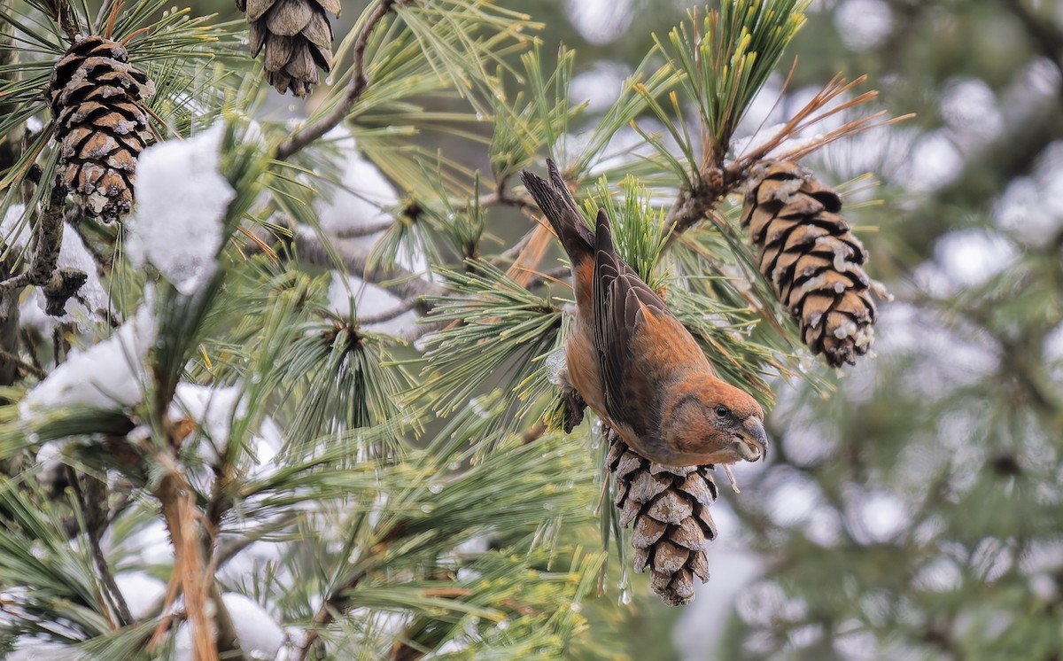 Piquituerto Lorito - ML649221312
