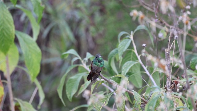 Berylline Hummingbird - ML649221458
