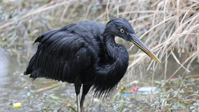 אנפה אמריקנית - ML649221699