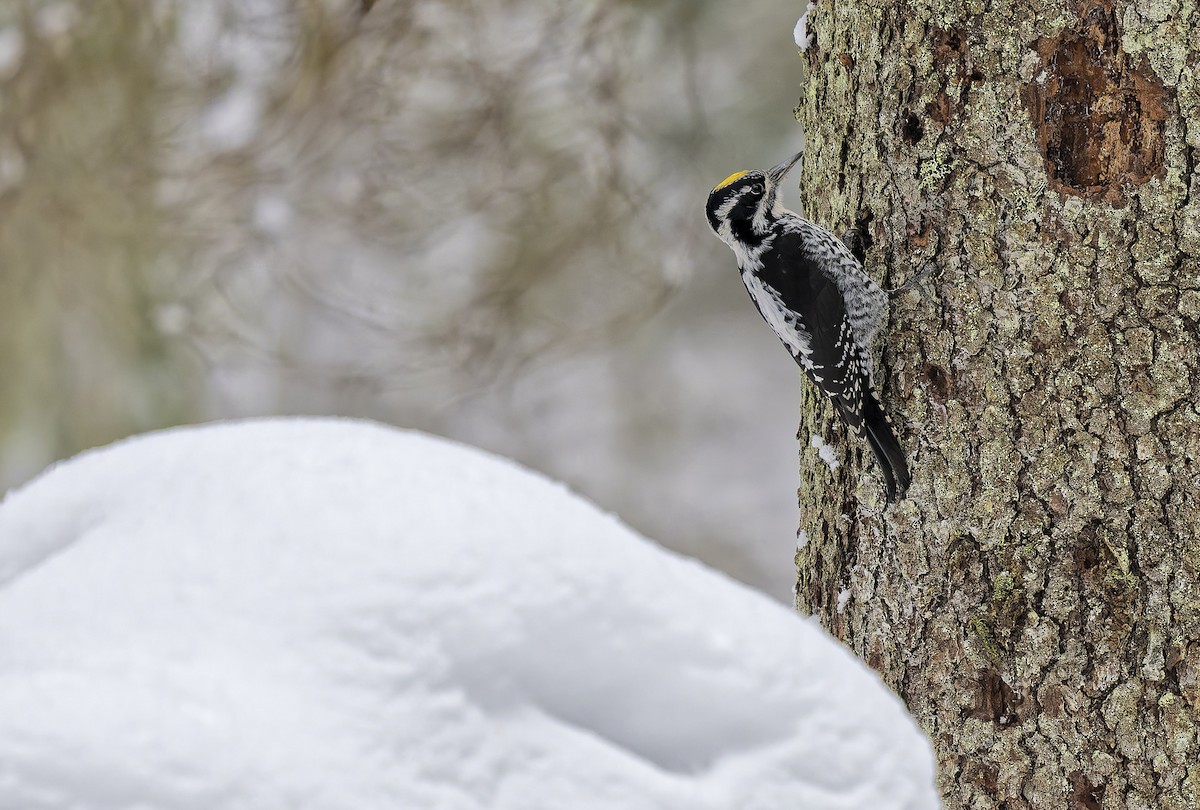 Pico Tridáctilo Euroasiático - ML649221957